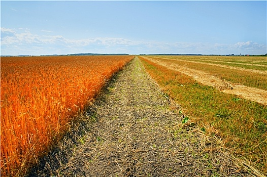 成熟,小麦,收获,大麦,地点