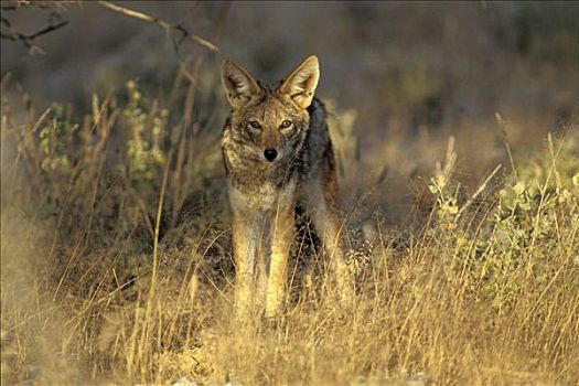 黑背狐狼,黑背豺,国家公园,纳米比亚