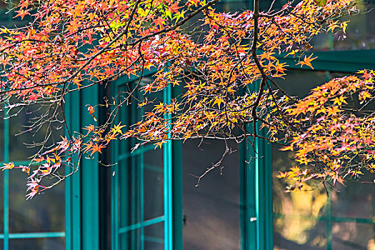 苏州大学校园秋天风景