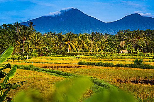 稻田,乡村,巴厘岛,印度尼西亚
