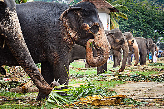 大象,吃,节日,康提,斯里兰卡