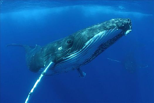 夏威夷,驼背鲸,大翅鲸属,鲸鱼,使用,向上