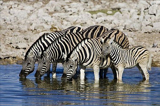 斑马,马,喝,水坑,埃托沙国家公园,纳米比亚,非洲