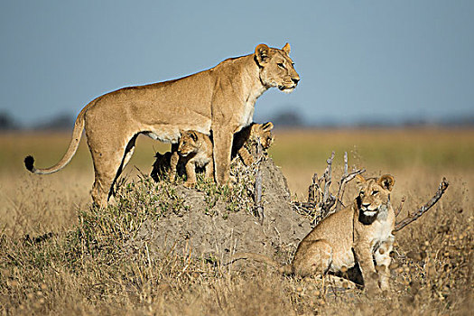 非洲,博茨瓦纳,乔贝国家公园,雌狮,狮子,幼兽,站立,蚁丘,萨维提,湿地