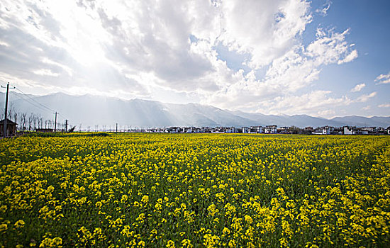 油菜花田