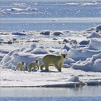 北极熊,浮冰,斯瓦尔巴特群岛,挪威