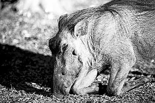 模糊,南非,野生动物,自然保护区,野生,疣猪