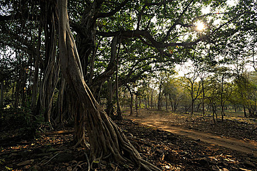 菩提树,榕属植物,靠近,林道,拉贾斯坦邦,国家公园,印度,亚洲