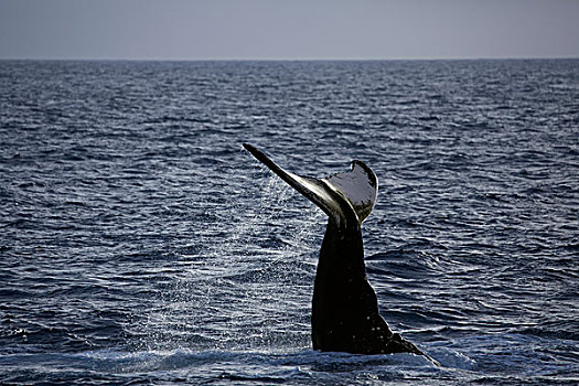 驼背鲸,大翅鲸属,鲸鱼,动作,击打,尾鳍,鲸尾叶突,水上,表面,尾部,拍击,银,堤岸,保护区,大西洋,多米尼加共和国,北美