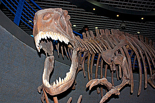 张开大嘴的恐龙化石特写