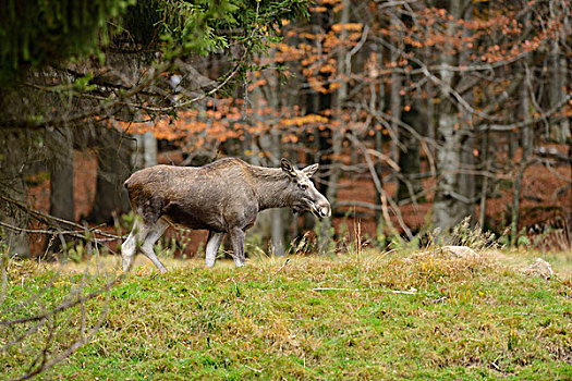 驼鹿,巴伐利亚森林国家公园,巴伐利亚,德国