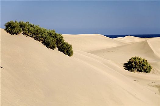 沙丘,风景,大西洋,海洋,大卡纳利岛,加纳利群岛,西班牙
