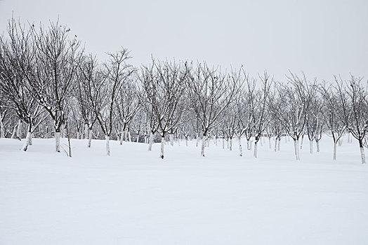 雪景