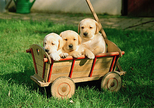 三个,小狗,手推车