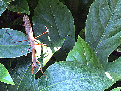 阳光下绿叶上的一只螳螂