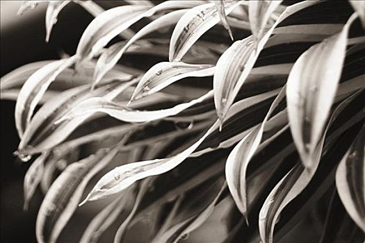 特写,叶子,螺旋,植物,黑白照片