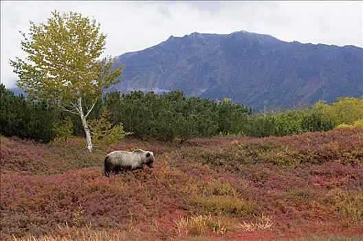 棕熊,针叶林带,栖息地,堪察加半岛,俄罗斯