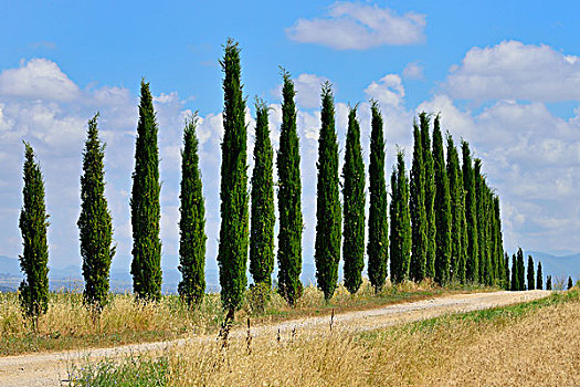 土路,柏树,道路,靠近,穆洛,锡耶纳省,托斯卡纳,意大利,欧洲