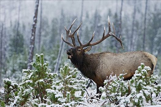 麋鹿,北美马鹿,鹿属,鹿,雄性动物,雪中,叫,吼叫,黄石国家公园,怀俄明,美国