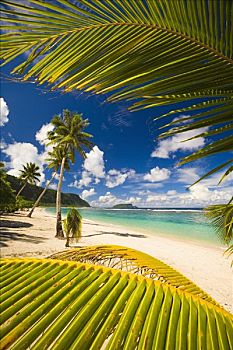 棕榈叶,海滩,乌波卢岛,萨摩亚群岛