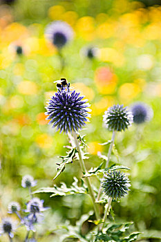 大黄蜂,收集,花粉,球体,蓟属植物