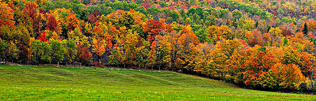秋色,硬木,树林,边缘,草场,岛屿,安大略省,加拿大