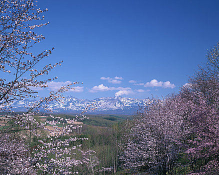 樱桃树,山