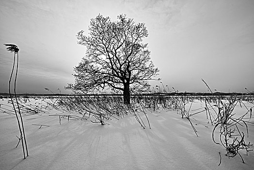 积雪,冬季风景,孤树