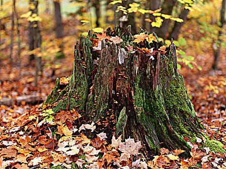 秋天,自然风光,树桩,遮盖,苔藓,围绕,落下,枫叶,省立公园,安大略省,加拿大