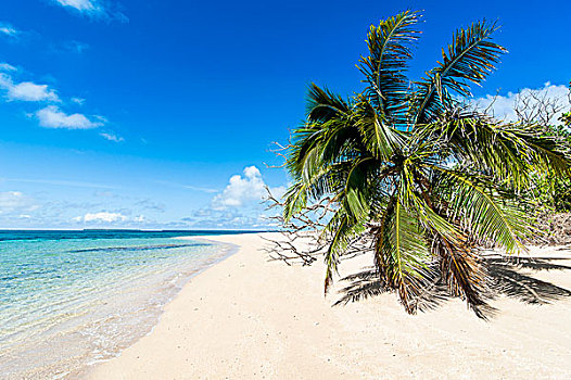 小,岛屿,白沙滩,汤加,南太平洋