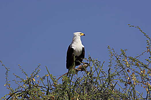 非洲鱼鹰,吼海雕,成年,栖息,树上,湖,肯尼亚