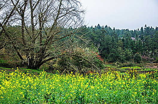 田园春色