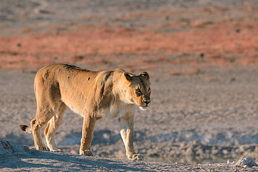 雌狮,狮子,水坑,走,晨光,埃托沙国家公园,纳米比亚,非洲