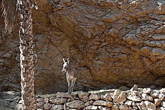 驴,正面,岩石,旱谷,阿曼,中东