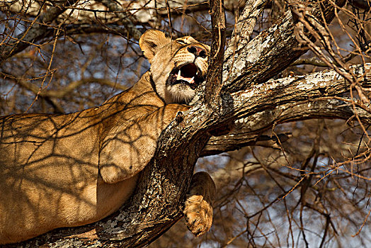 狮子,雌狮,塔兰吉雷国家公园,坦桑尼亚