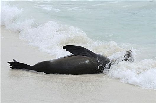 加州海狮,游泳,西班牙岛,加拉帕戈斯,厄瓜多尔,南美