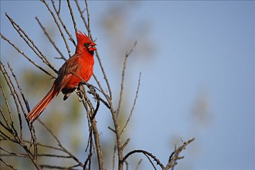 主红雀,唱,埃尔比斯开诺生物圈保护区,墨西哥