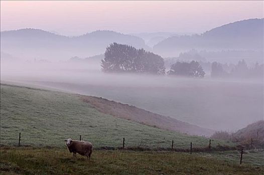 绵羊,草场,晨雾,萨克森,德国