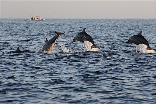 海豚,海滩,巴厘岛,印度尼西亚