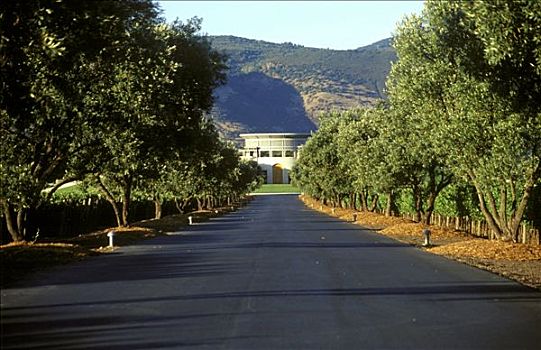 道路,葡萄酒厂,那帕山谷,加利福尼亚