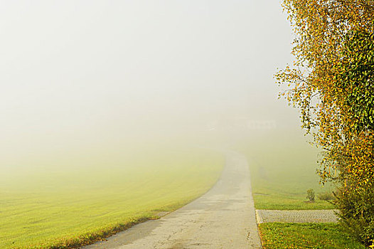 道路,晨雾,靠近,巴伐利亚,德国