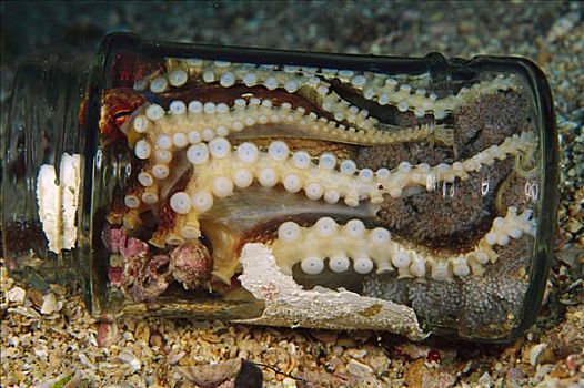 章鱼,雌性,罐,蛋,脚,深,巴布亚新几内亚