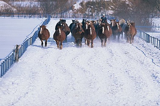 驰骋,马,雪,牧场