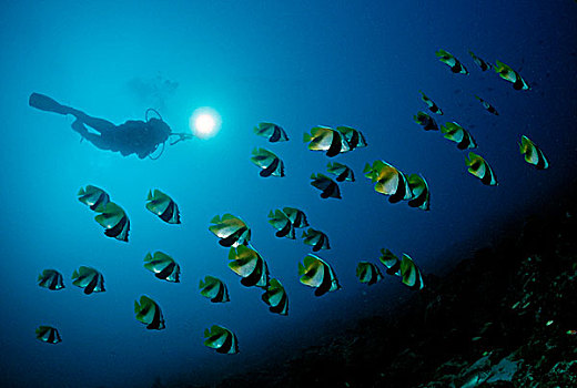 潜水者,鱼群,马夫鱼属,马尔代夫,印度洋