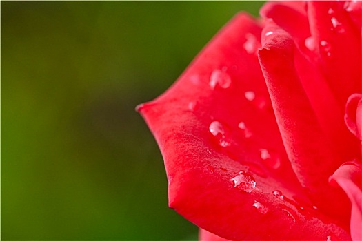 红玫瑰,花,雨滴
