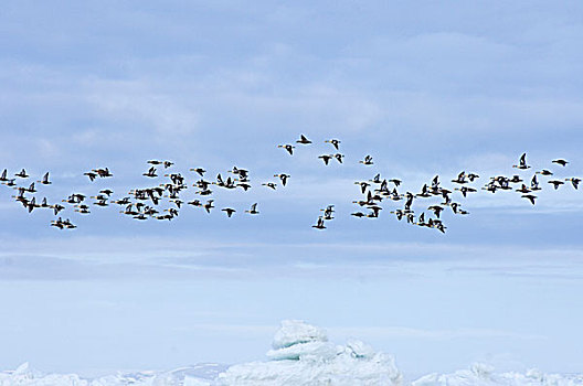 美国,阿拉斯加,希望,楚科奇海,国王,绒鸭,鸭子,飞行,上方,领着,浮冰,春天,迁徙