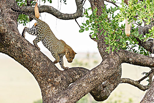 豹,雄性,攀登,香肠,树,马赛马拉,肯尼亚,非洲