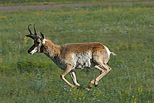 叉角羚,北美叉角羚,公羊,跑,栖息地,卡斯特州立公园,南达科他,美国