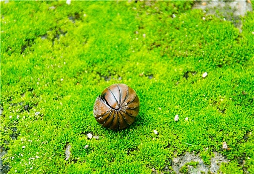 药丸,昆虫,卷起,苔藓