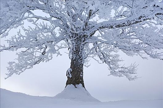 树,遮盖,白霜,雪景,瑞士,山峦,皮拉图斯,中心,欧洲